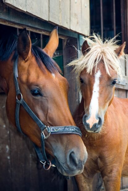 using horse riding to treat drug addiction